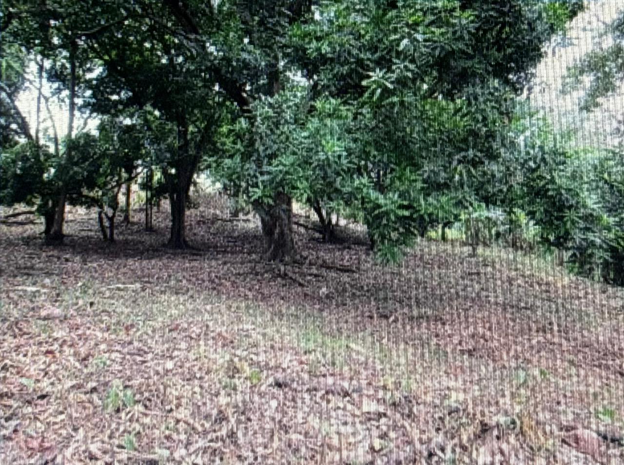 Terreno, Juan Diaz Pedregal
